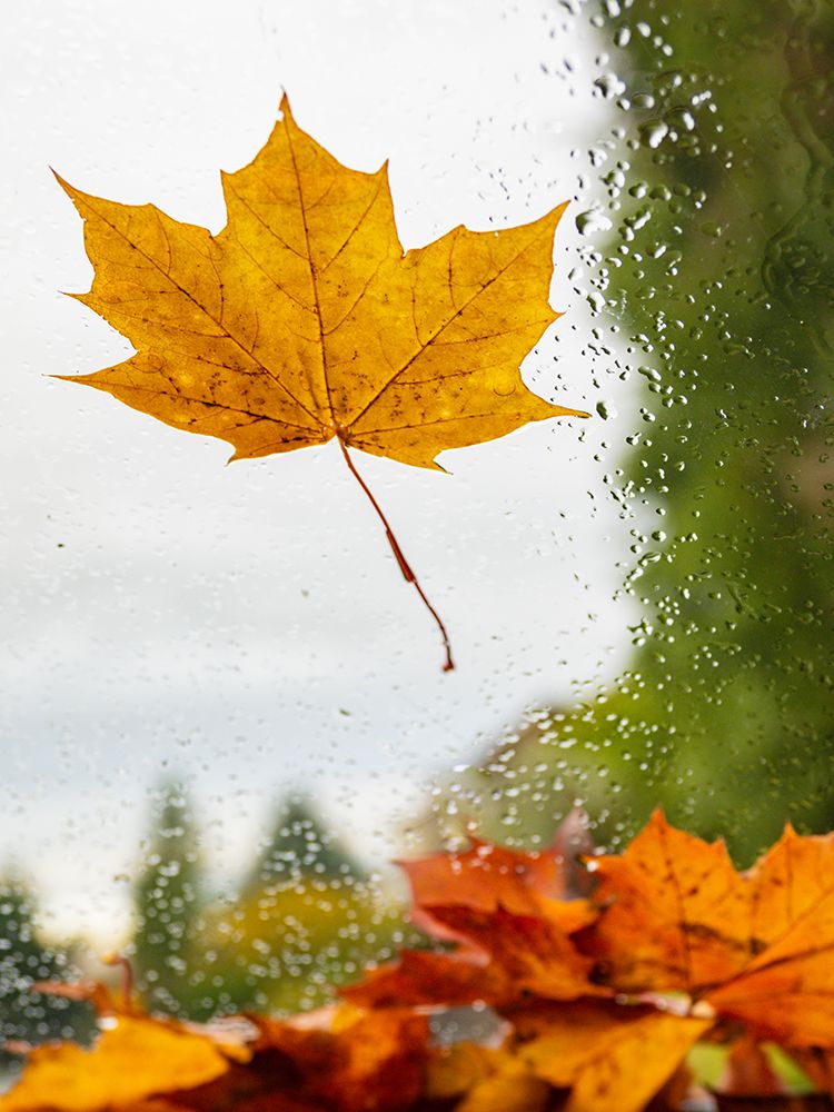 Usa-Washington State-Bellevue. Orange Norway maple leaf on car windshield with rain drops